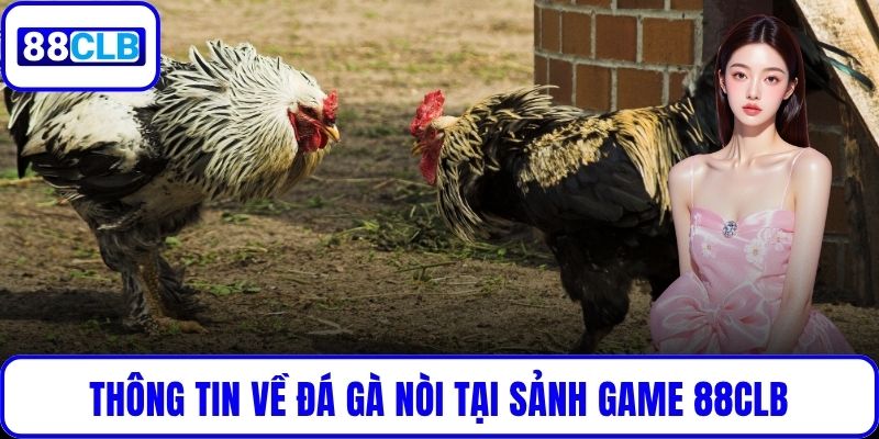 Thông tin về đá gà nòi tại sảnh game 88CLB